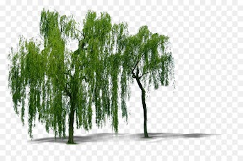 Weeping willow Tree Computer file - Plant willow trees 