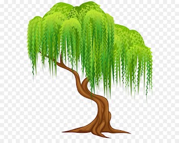 Weeping willow Tree Wall decal Clip art - Willow Tree Transparent PNG Clip Art Image 