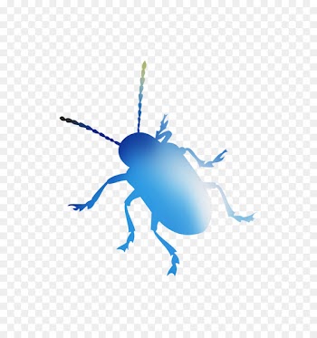 Weevil Beetle Desktop Wallpaper Font Computer -  
