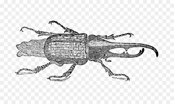 Weevil Beetle Vintage Drawing Goliathus - beetle 