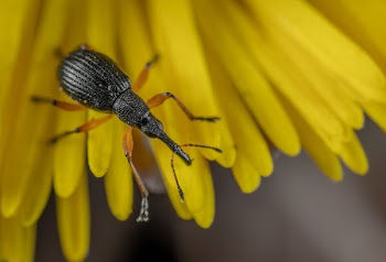 Weevil Closeup Photography