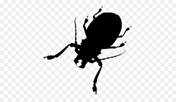 Weevil Insect Clip art Line Silhouette -  