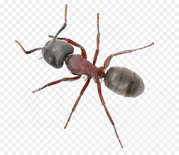 Weevil Insect Membrane -  