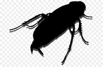 Weevil Insect Membrane Scarab -  