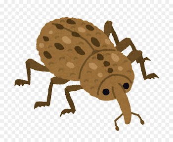 Weevil Varied carpet beetle Pest Sipalinus gigas - beetle 