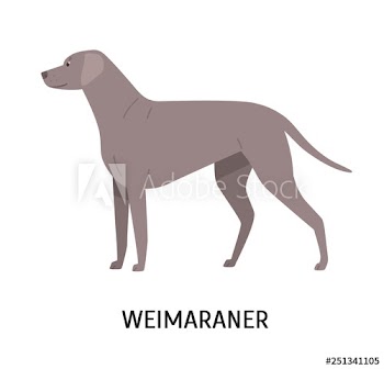 Weimaraner