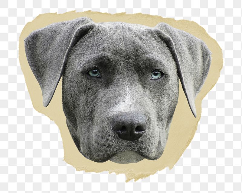 Weimaraner dog png ripped paper | Free PNG - rawpixel