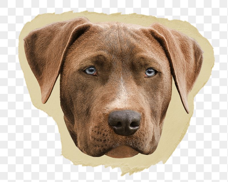 Weimaraner dog png ripped paper | Free PNG - rawpixel