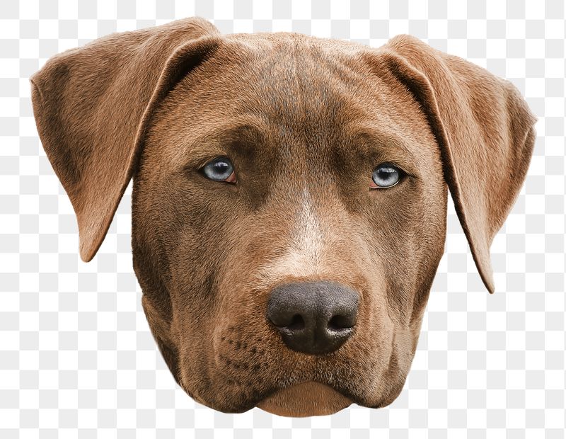 Weimaraner dog png sticker, pet | Free PNG - rawpixel