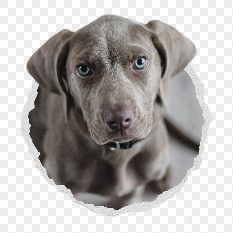 Weimaraner dog png sticker, puppy | Free PNG - rawpixel