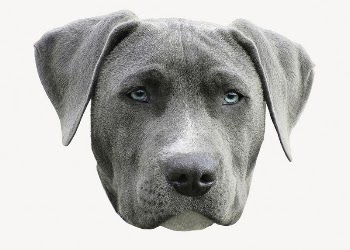 Weimaraner dog sticker, pet animal | Free PSD - rawpixel
