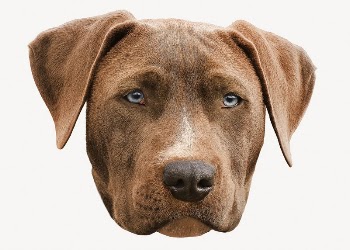 Weimaraner dog sticker, pet animal | Free PSD - rawpixel