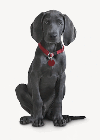 Weimaraner puppy collage element, animal | Free PSD - rawpixel