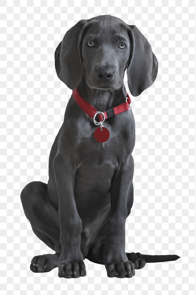 Weimaraner puppy png sticker, transparent | Free PNG - rawpixel