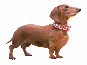 Weiner Dog Png Wiener Dog Png - Clip Art Library