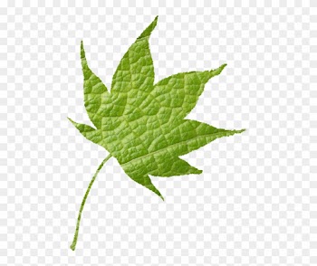 Welcome - Maple Leaf