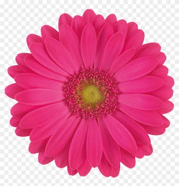 Welcome To - Fleur Marguerite Rose