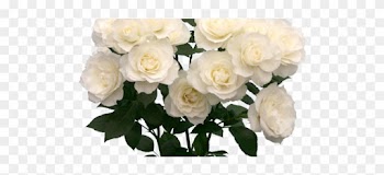 Welcome To The Garden Of Death - White Roses Tumblr Png