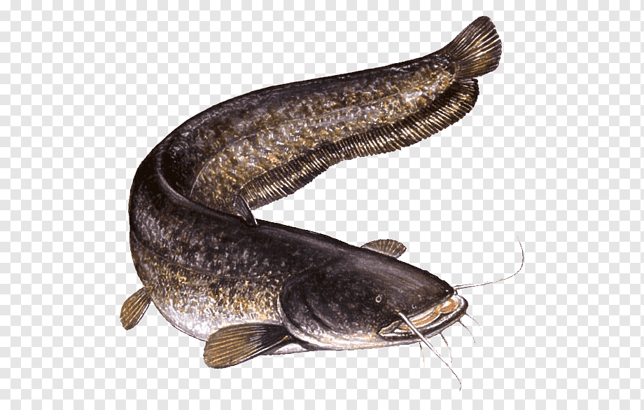 Wels catfish Oily fish Carp Hazard, graphe, animals, fauna, threat png