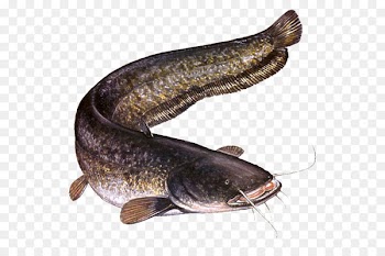 Wels catfish Oily fish Carp Hazard - photographe 