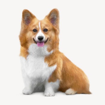 Welsh corgi dog isolated on white, | Free PSD - rawpixel