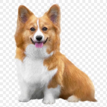 Welsh corgi png dog clipart, | Free PNG - rawpixel