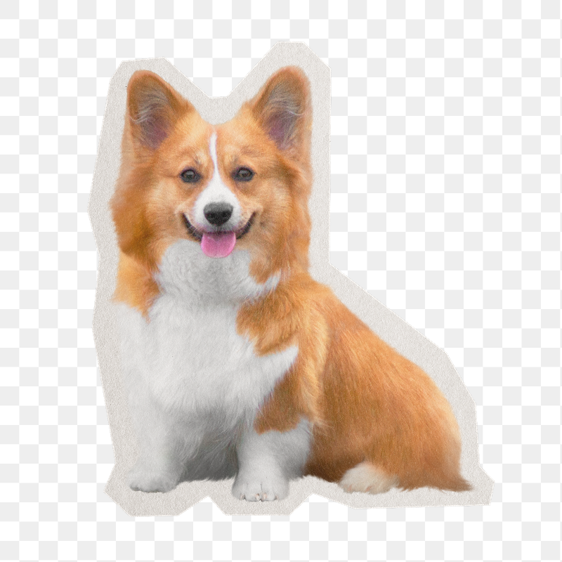 Welsh corgi png dog sticker, | Free PNG - rawpixel