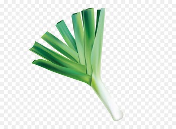 Welsh Onion, Leaf, Plant Stem, Leek, Green PNG