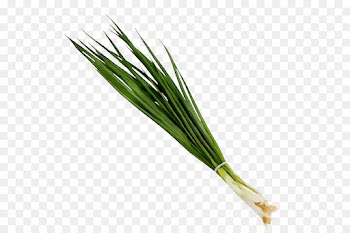 welsh onion plant vegetable chives grass