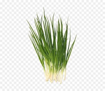 Welsh Onion, Scallion, Chives, Plant PNG