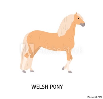 Welsh pony flat vector illustration
