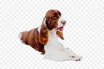 Welsh Springer Spaniel Basset Hound English Springer Spaniel Dog breed Azawakh -  
