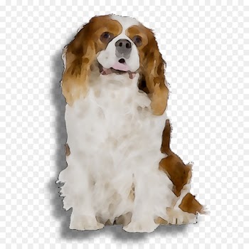 Welsh Springer Spaniel Cavalier King Charles Spaniel Dog breed Puppy -  