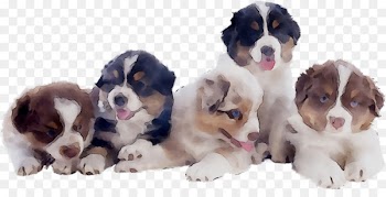 Welsh Springer Spaniel Cavalier King Charles Spaniel Puppy Dog breed -  