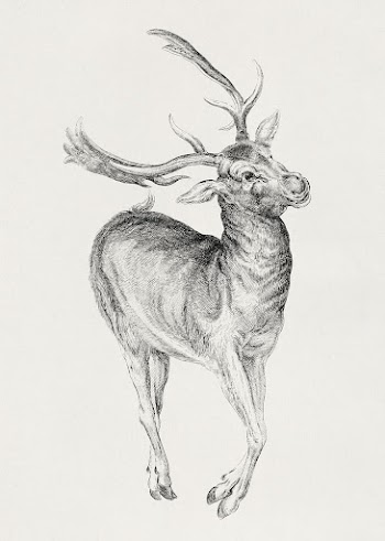 Wenceslaus Hollar's Stag (1625&ndash;1677). Original | Free Photo - rawpixel