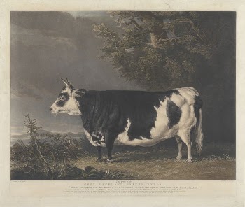 West Highland Heifer Kyloe | Free Photo - rawpixel