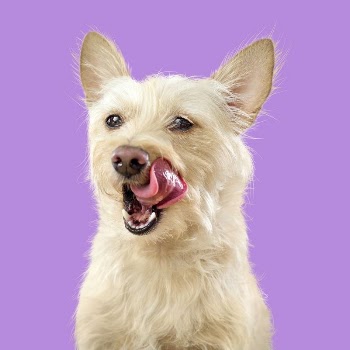 West highland white terrier dog | Free Photo - rawpixel