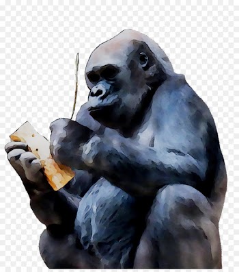 Western gorilla Common chimpanzee Snout -  