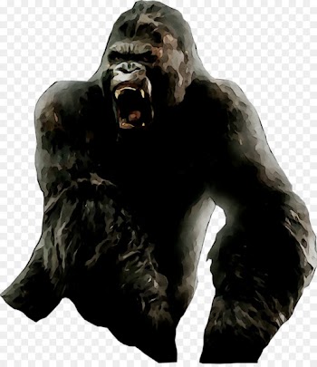 Western gorilla Common chimpanzee Snout -  