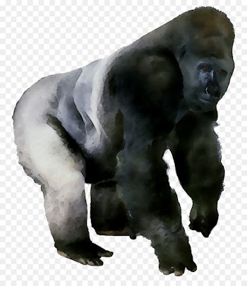 Western gorilla Pan Fur Terrestrial animal Snout -  