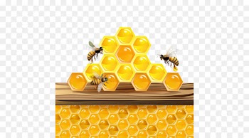Western honey bee Honeycomb Insect - bee 