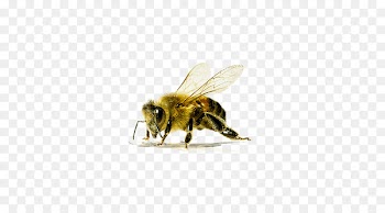 Western honey bee Insect Colony collapse disorder - Bee transparent background material 