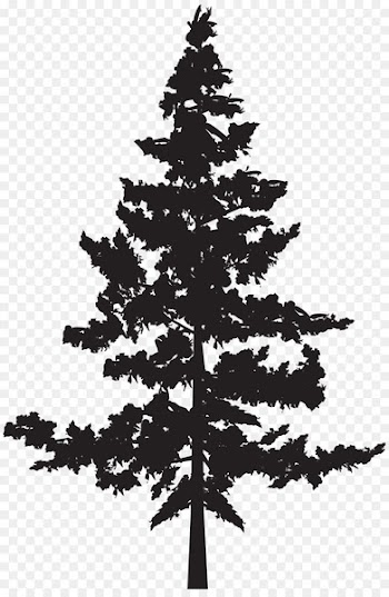 Western red-cedar Tree Evergreen Blue spruce - tree silhouette 