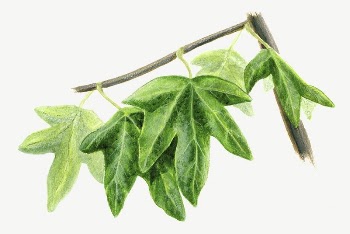Western Sycamore leaves collage element | Free PSD - rawpixel