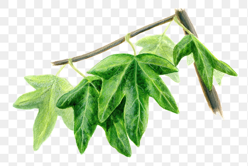 Western Sycamore leaves png sticker, | Free PNG - rawpixel
