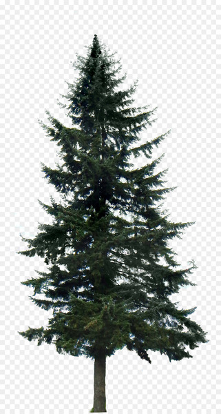 Western yellow pine Tree Clip art - fir-tree 