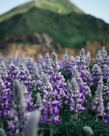 Westman Islands - Lupin Flowers