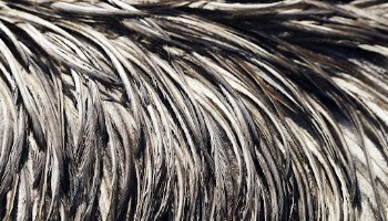 Wet bird feathers HD wallpaper, | Free Photo - rawpixel