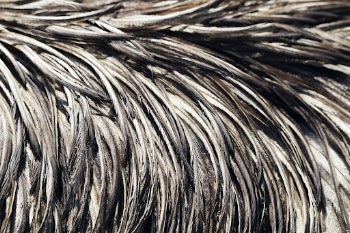 Wet bird feathers texture, animal | Free Photo - rawpixel