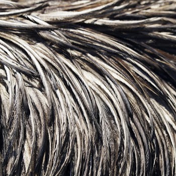 Wet bird feathers texture, animal | Free Photo - rawpixel